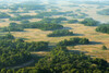 Aerials over the Letea forest, Danube delta rewilding area, Romania